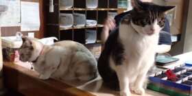 愛媛的貓咪天堂旅館：在松樂旅館與貓一起睡覺、放鬆、享受美食